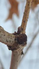 Callirhytis gemmiformis