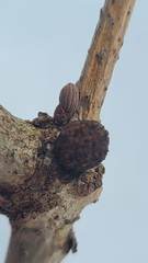 Callirhytis gemmiformis