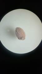 Callirhytis gemmiformis