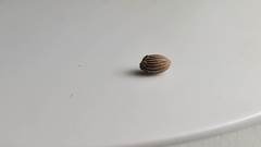 Callirhytis gemmiformis