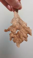 Callirhytis gemmiformis