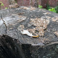 Sciurus carolinensis