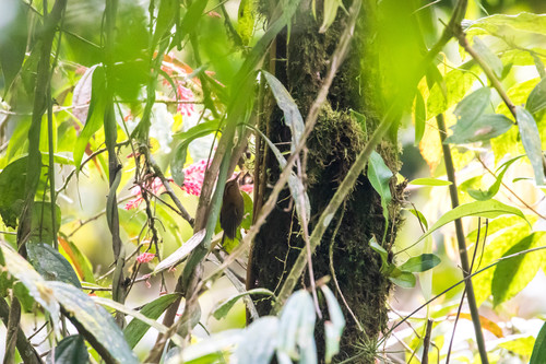 Ochraceous Wren (Troglodytes ochraceus), photo 5