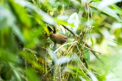 Troglodytes ochraceus