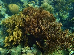 Isis hippuris