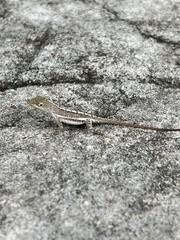 Anolis acutus