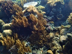 Isis hippuris