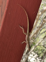 Anolis acutus