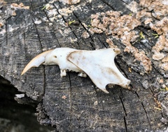 Sciurus carolinensis