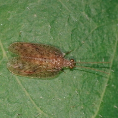 Notiobiellinae