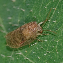 Notiobiellinae