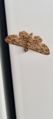 Gymnoscelis acidna