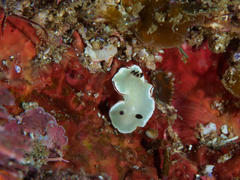 Glossodoris angasi