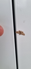 Gymnoscelis acidna