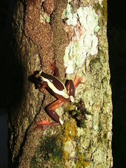 Dendropsophus triangulum