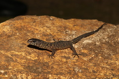 Yellow-Spotted Night Lizard photo 3