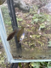 Lepomis marginatus