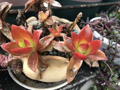 Crassula