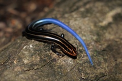 Plestiodon sumichrasti