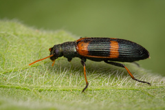 Strongylium testaceotibiale