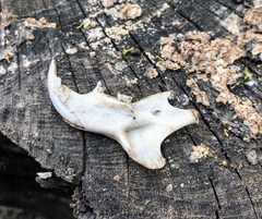 Sciurus carolinensis