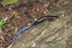 Plestiodon sumichrasti