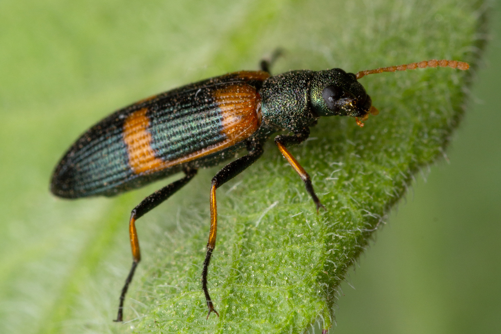 Strongylium testaceotibiale