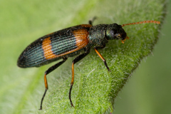 Strongylium testaceotibiale