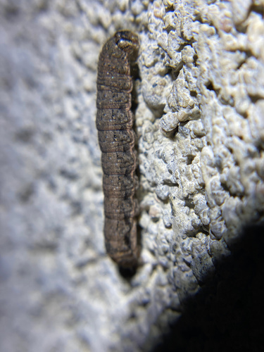 iNaturalist observation photo of Cutworms and Dart Moths
