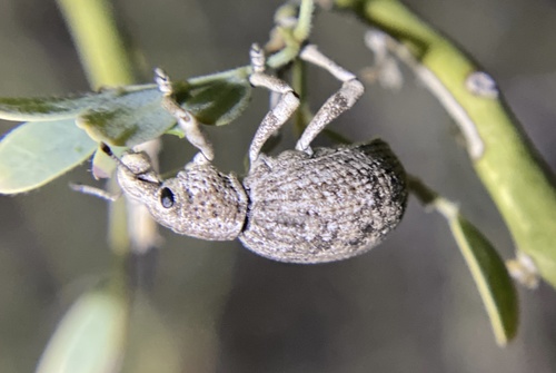 iNaturalist observation photo of Ophryastes