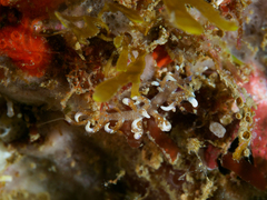 Phyllodesmium macphersonae
