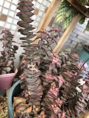 Crassula