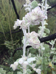 Malacothamnus fremontii