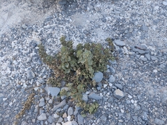 Mabrya erecta