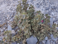 Mabrya erecta