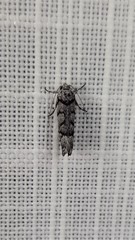 Lichenaula onychodes