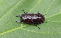 Prosopocoilus torresensis