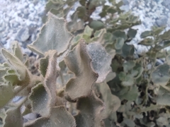Mabrya erecta