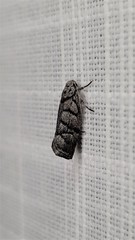 Lichenaula onychodes