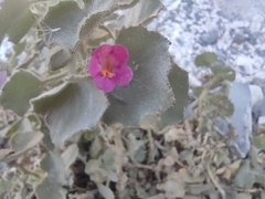 Mabrya erecta