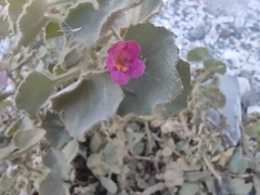 Mabrya erecta
