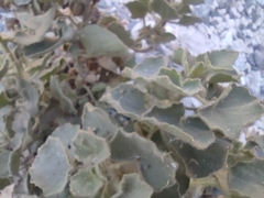 Mabrya erecta
