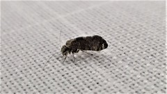 Nimbopsocus australis