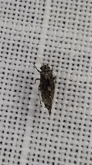 Nimbopsocus australis