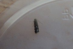 Anacampsis levipedella