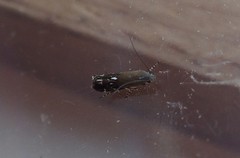 Anacampsis levipedella