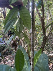 Faramea occidentalis