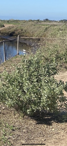 iNaturalist observation photo of coyote brush