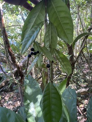 Faramea occidentalis
