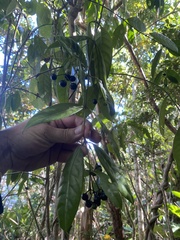 Faramea occidentalis